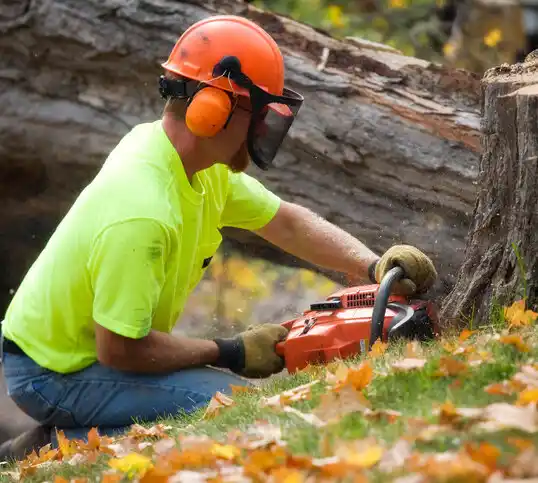 tree services North East